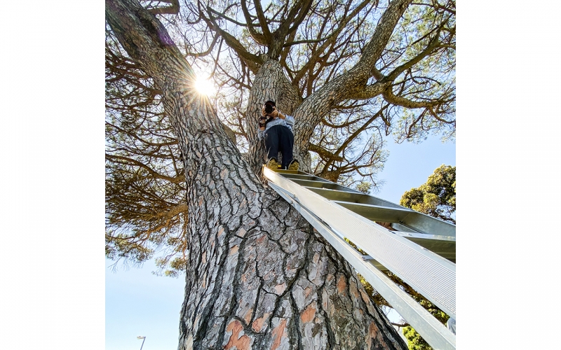 Jessica Zumpfe standing in a tree on a photoshoot for Tchibo active in Cape Town